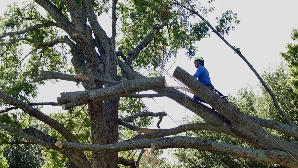 Professional Crown Thinning performed by certified arborists in Iraan